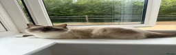 Ragdoll cats for sale: Ragdoll mix kittens  - Advert 2