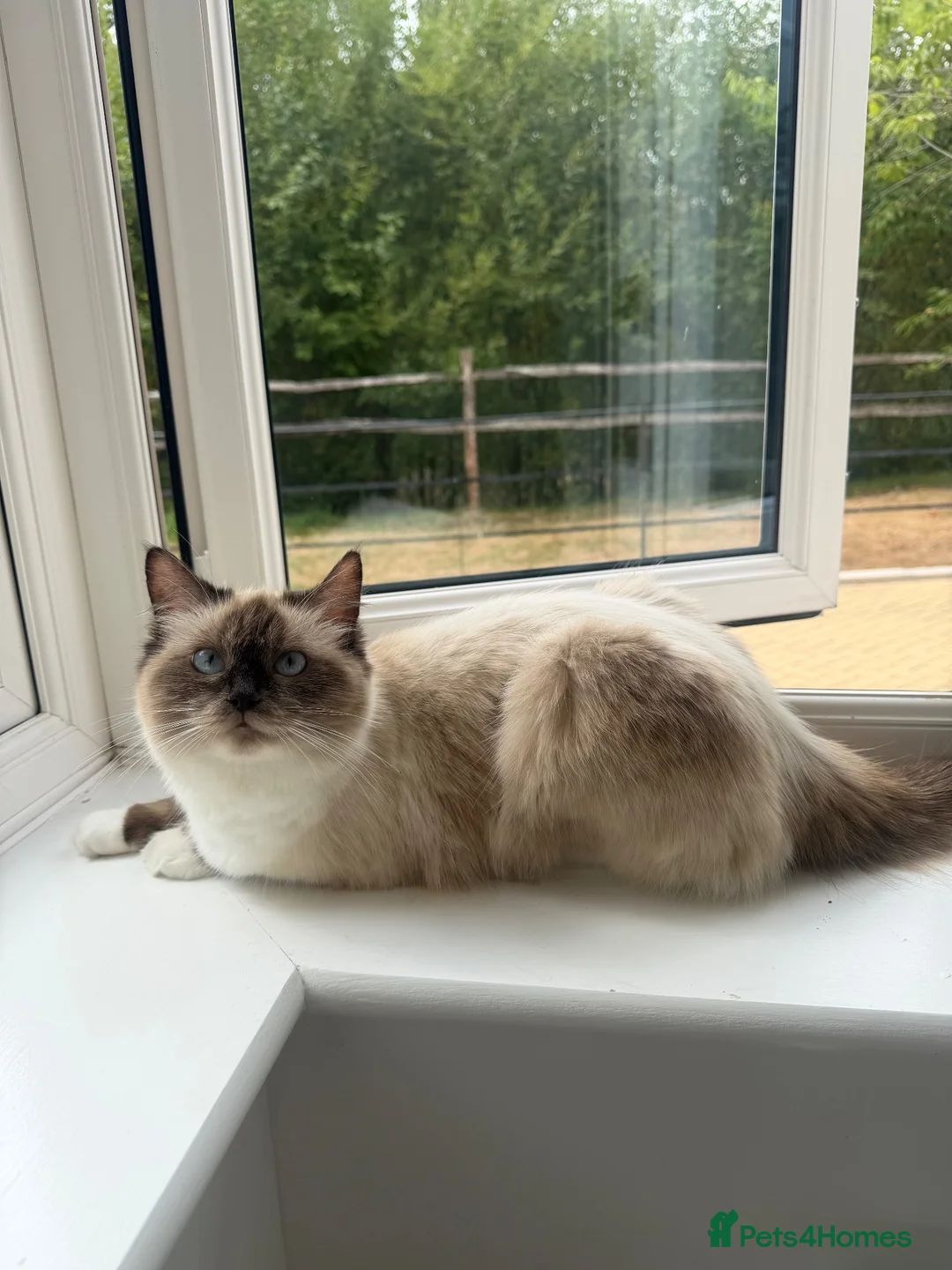 Ragdoll cats for sale: Ragdoll mix kittens  - Advert 2