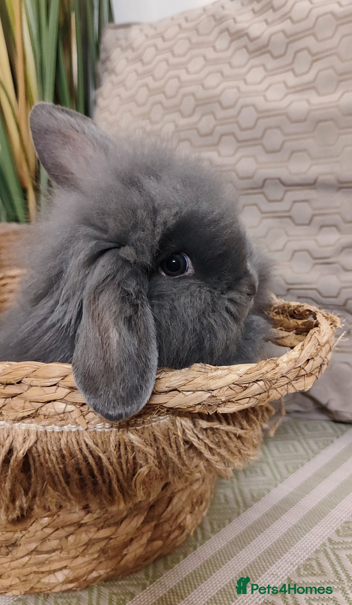 Mini Lop rabbits Beautiful mini lops  - Advert 12