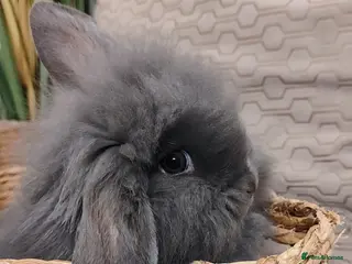 Mini Lop rabbits Beautiful mini lops - Advert 12