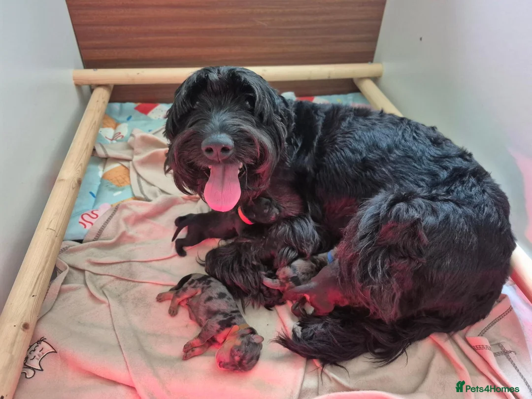 Mixed Breed dogs for sale: ALL STILL AVAILABLE La schnoodle pup DNA test dad  - Advert 2