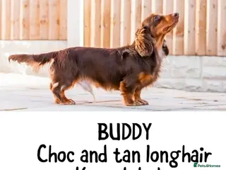 Miniature Dachshund dogs KC REG Miniature Long-Haired Dachshund isabella - Advert 11