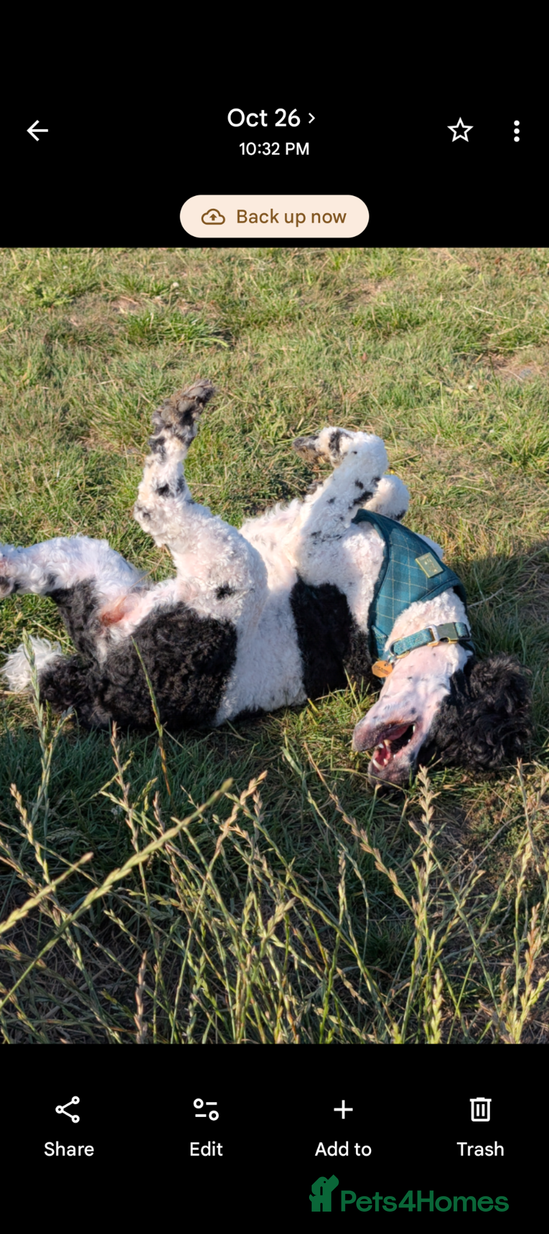 Miniature Poodle dogs for sale: Waiting list ONLY - Advert 1