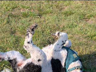 Miniature Poodle dogs Waiting list ONLY - Advert 1