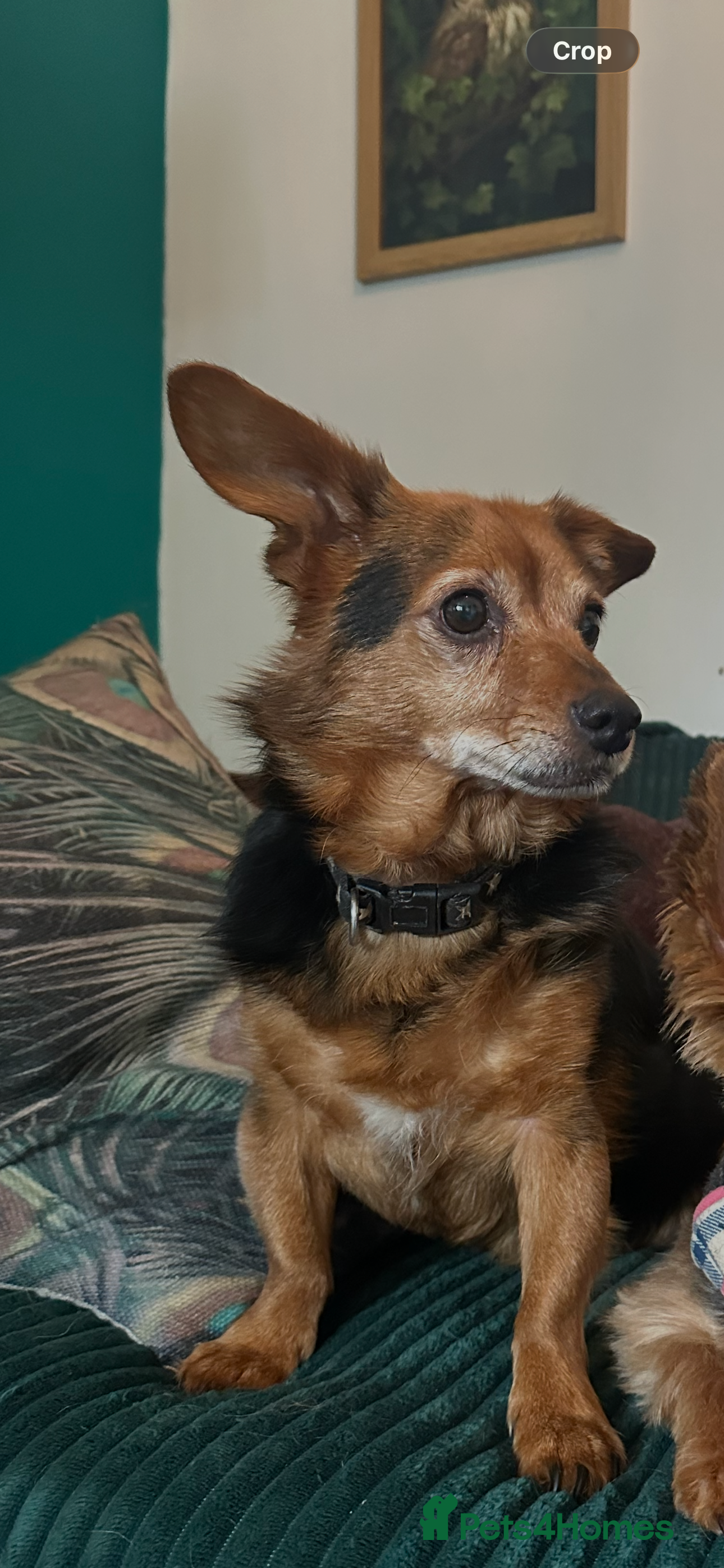 Chorkie dogs old terrier looking for loving home  - Advert 2