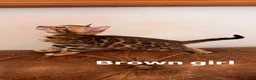 Bengal cats for sale: Beautiful Snow Bengals - Advert 8