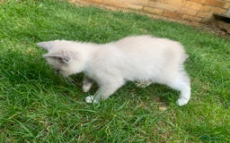 Ragdoll cats for sale: Half breed Ragdoll female kitten available  - Image 7