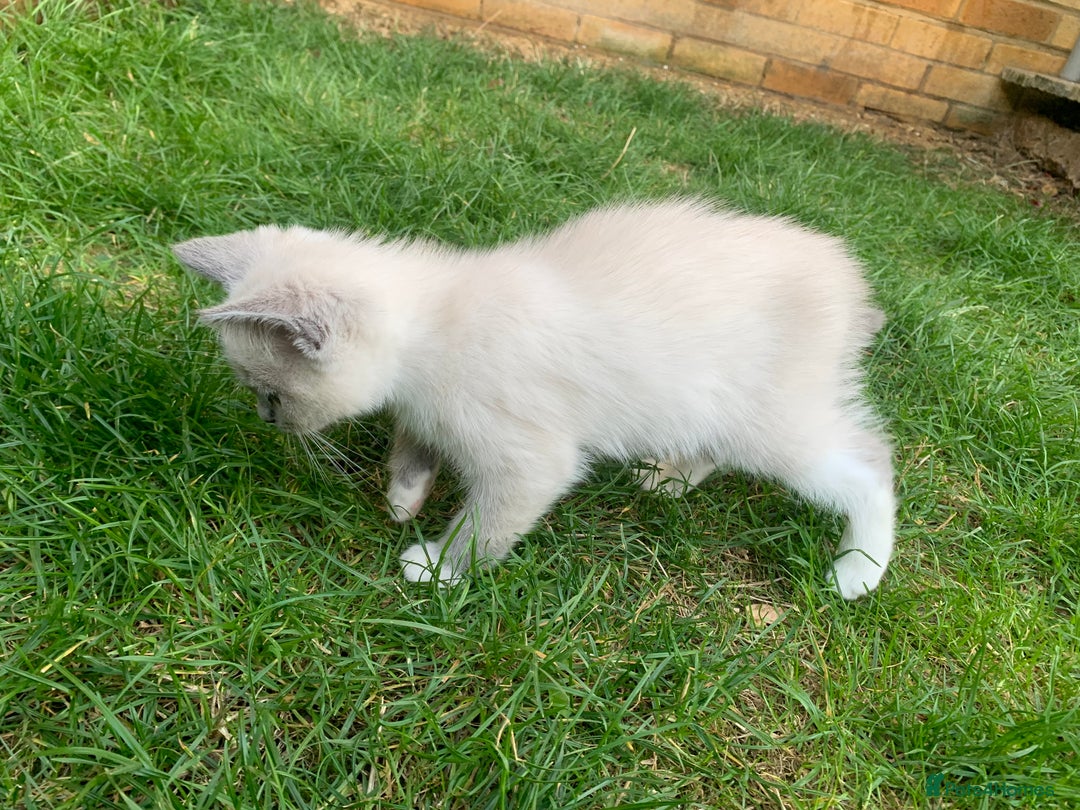 Ragdoll cats for sale: Half breed Ragdoll female kitten available  - Image 7
