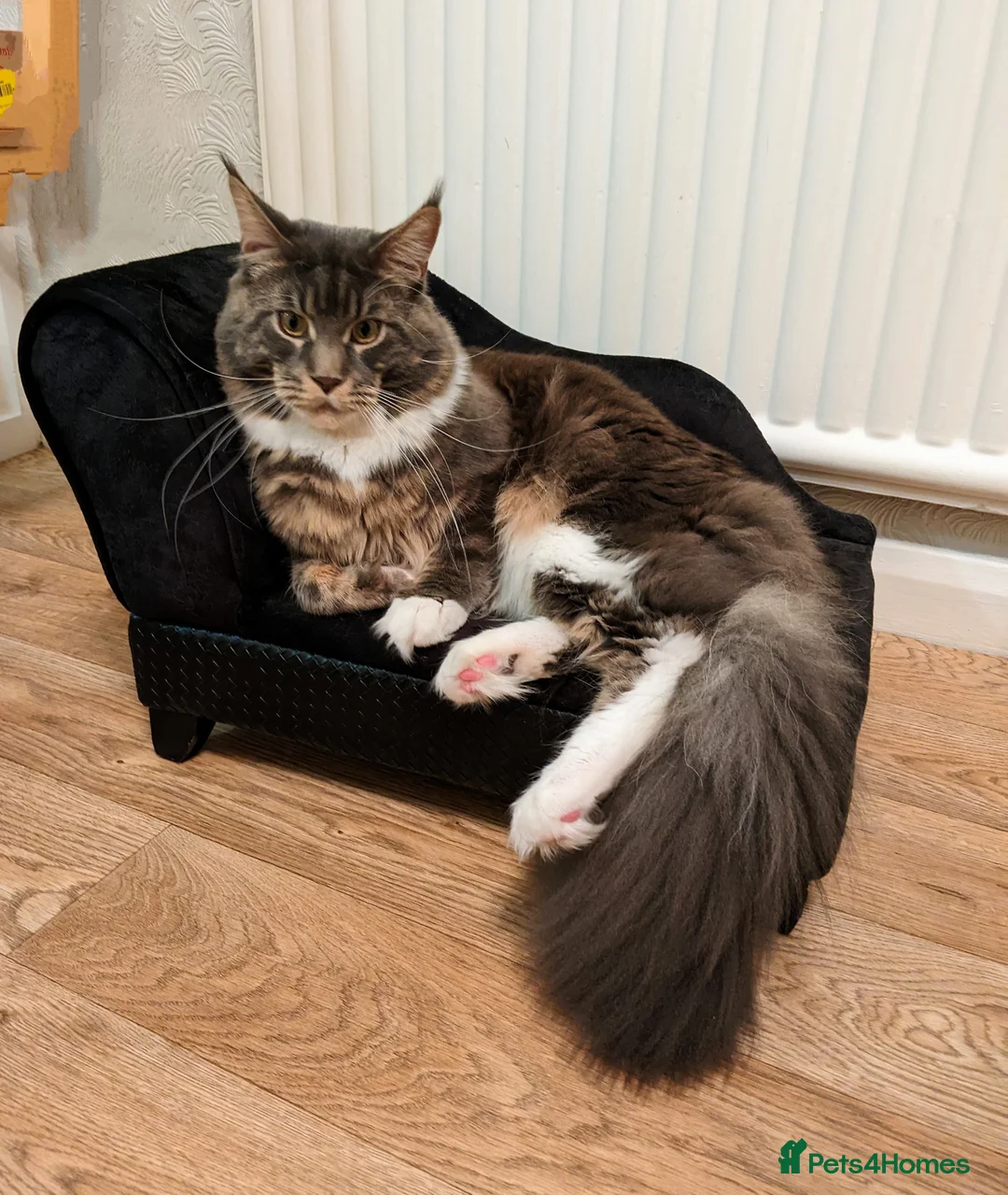 Maine Coon cats for stud: Zeus Maine-coon Stud in London - Advert 5