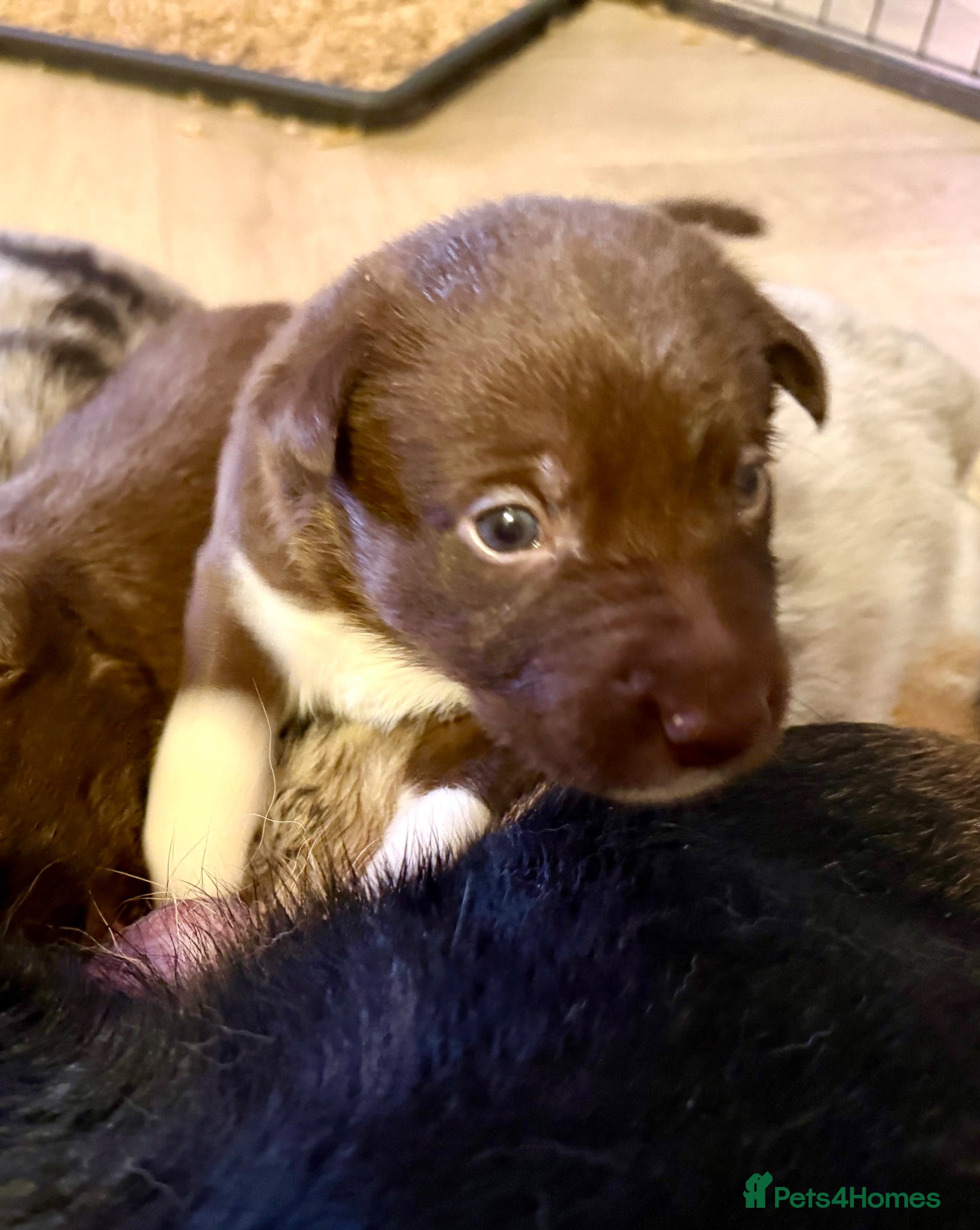 Border Collie dogs BC puppies raised with every possible advantage - Advert 4