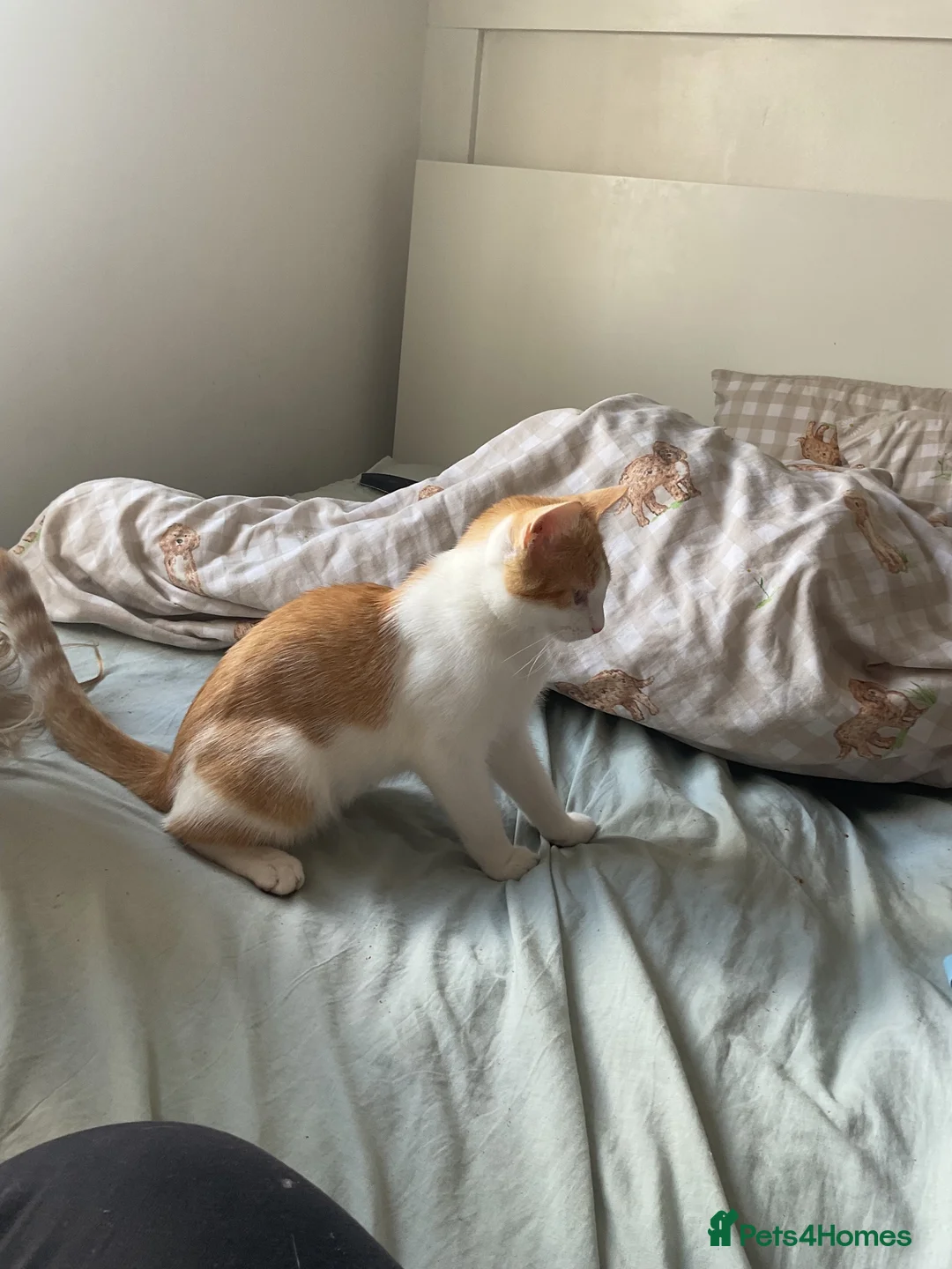 Domestic Shorthair cats for sale: Male 5 months old  in Leamington Spa - Advert 2