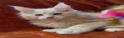 Maine Coon cats for sale: Bear Paw (🐾🐻 polydactyl) Maine Coon kittens TICA - Advert 3