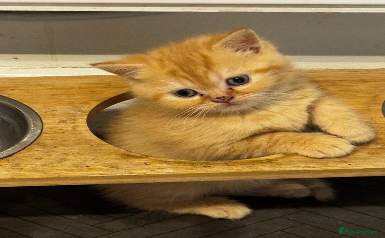 Mixed Breed cats - Advert 15