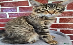 Maine Coon cats for sale: One girl left 💙  - Image 15