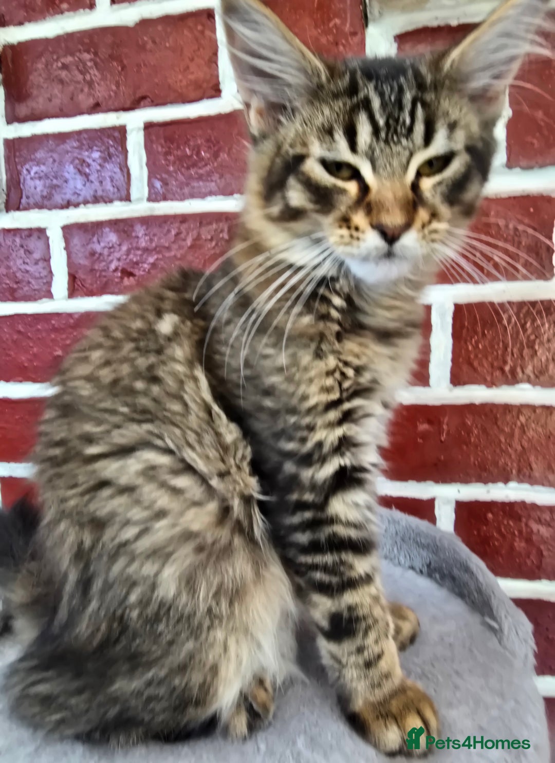 Maine Coon cats for sale: One girl left 💙  - Image 15