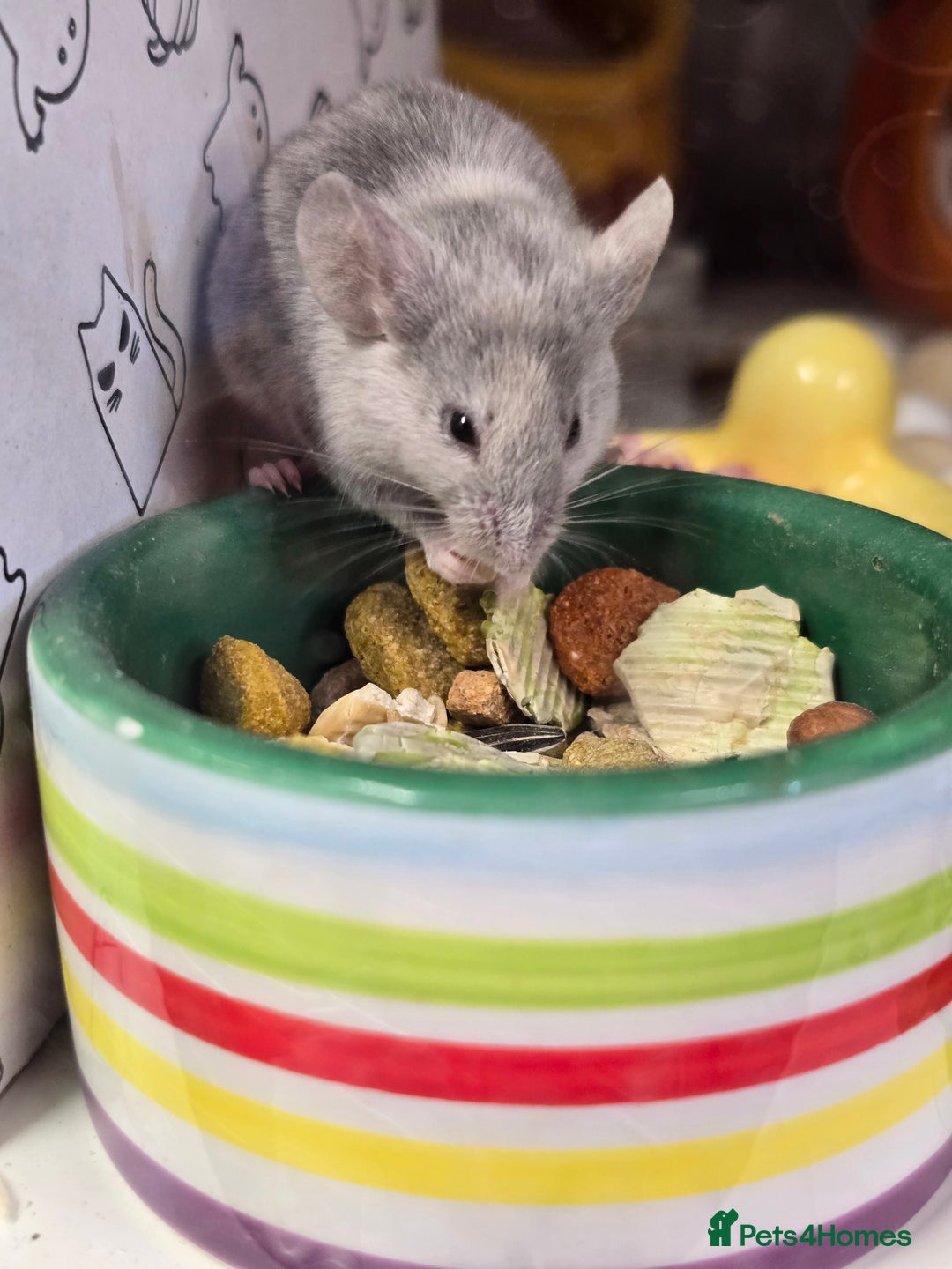 Mouse rodents for sale: Baby female mice available  - Advert 5