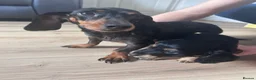 Miniature Dachshund dogs for sale: Miniature Dachshund - Advert 5
