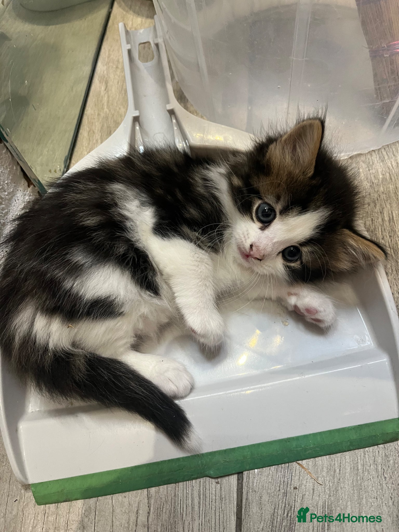 Domestic Shorthair cats for sale: Playful Tabby Kittens Ready in South Ockendon - Advert 12