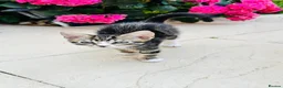 Mixed Breed cats for sale: Lovely kitten full of energy and love - Advert 13