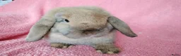 Mini Lop rabbits for sale: Mini lops for sale  - Advert 6