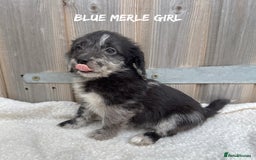 Mixed Breed dogs for sale: 🤎 BABY POOGLES (beagleXminiature poodle)🤎 in Rhayader - Image 20