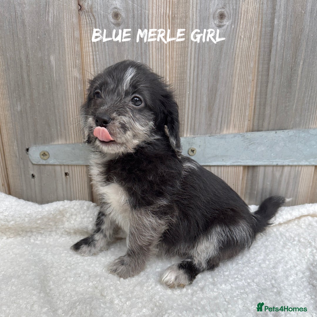 Mixed Breed dogs for sale: 🤎 BABY POOGLES (beagleXminiature poodle)🤎 in Rhayader - Image 20