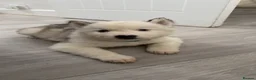 Siberian Husky dogs for sale: Siberian Huskies  - Advert 6