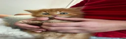 Persian cats for sale: Persian x maincoon x - Advert 8