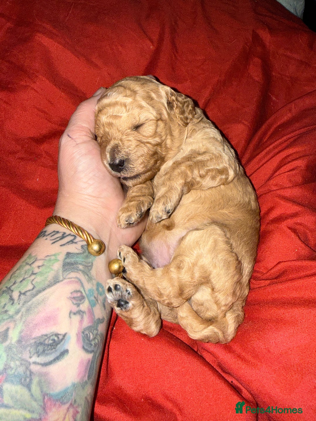 Mixed Breed dogs for sale: F1BB  - Advert 3