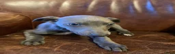 Mixed Breed dogs for sale: Blue whippet x Italian greyhound  in Spalding - Advert 5