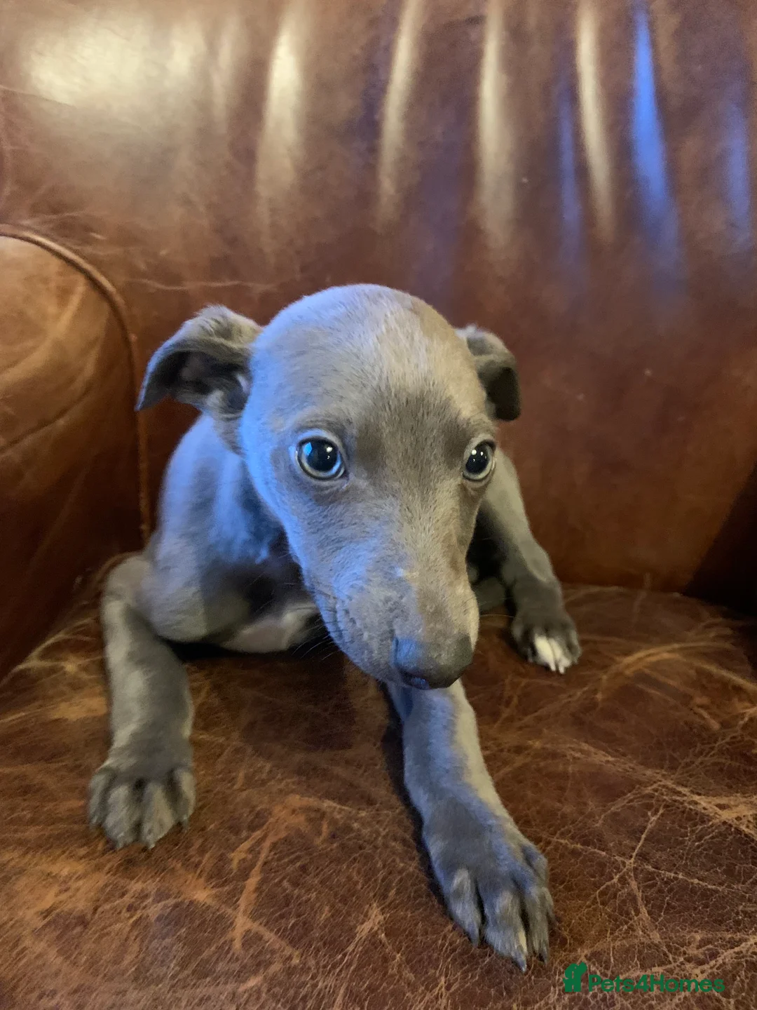 Mixed Breed dogs for sale: Blue whippet x Italian greyhound  in Spalding - Advert 5