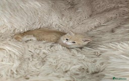 Mixed Breed cats for sale: 2 very big beautiful fluffy kittens - Image 7