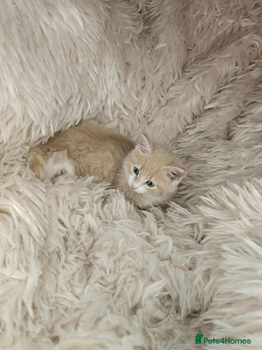 Mixed Breed cats for sale: 2 very big beautiful fluffy kittens - Image 7