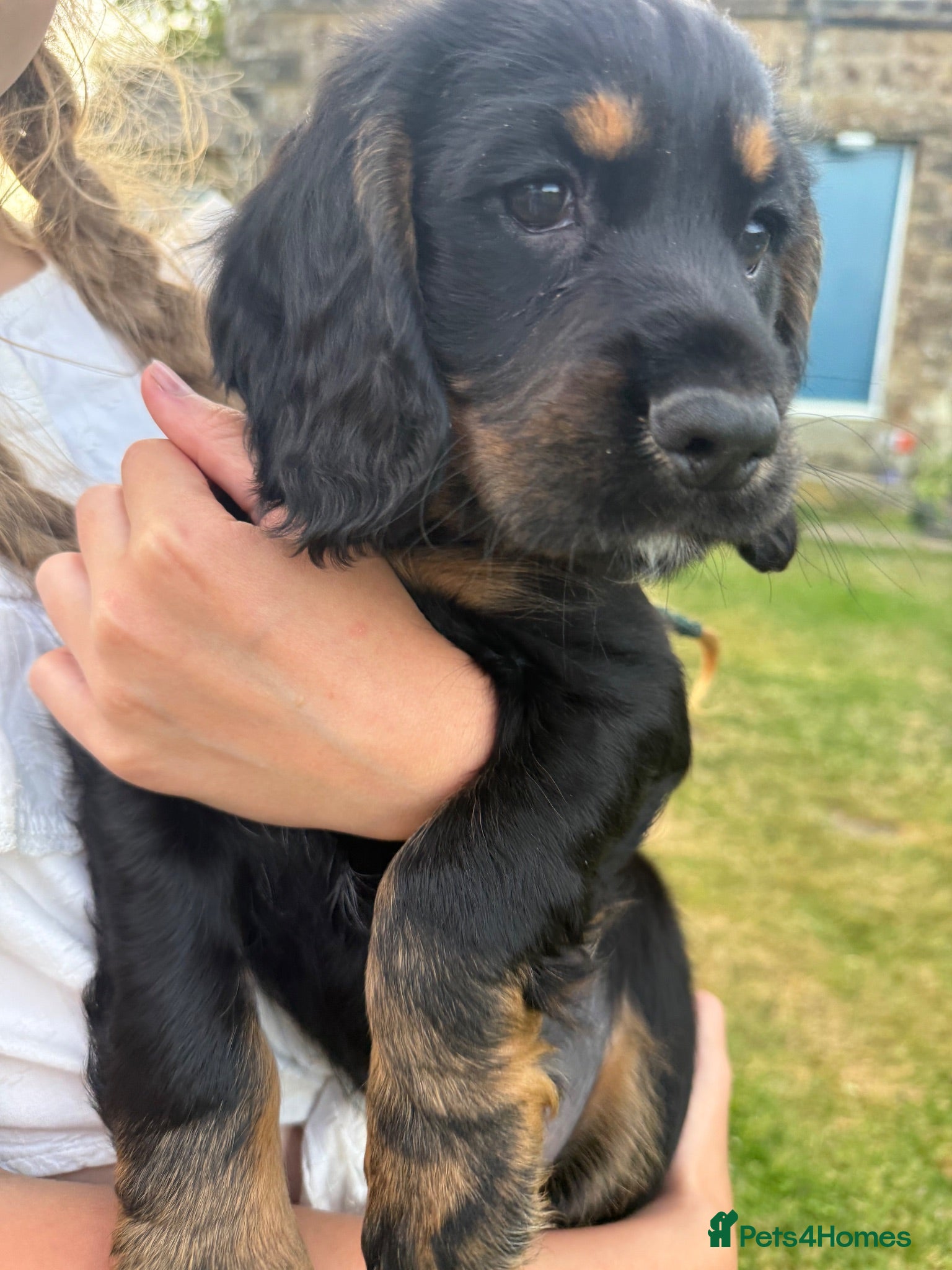 Cocker Spaniel dogs Working Cocker Spaniel Puppies - Advert 1