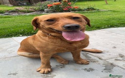 Labrador Retriever dogs for sale: Fox Red/Golden Labrador Puppies  - Image 5