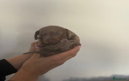 Miniature Dachshund dogs for sale: Miniature Dachshund Puppies - Image 9