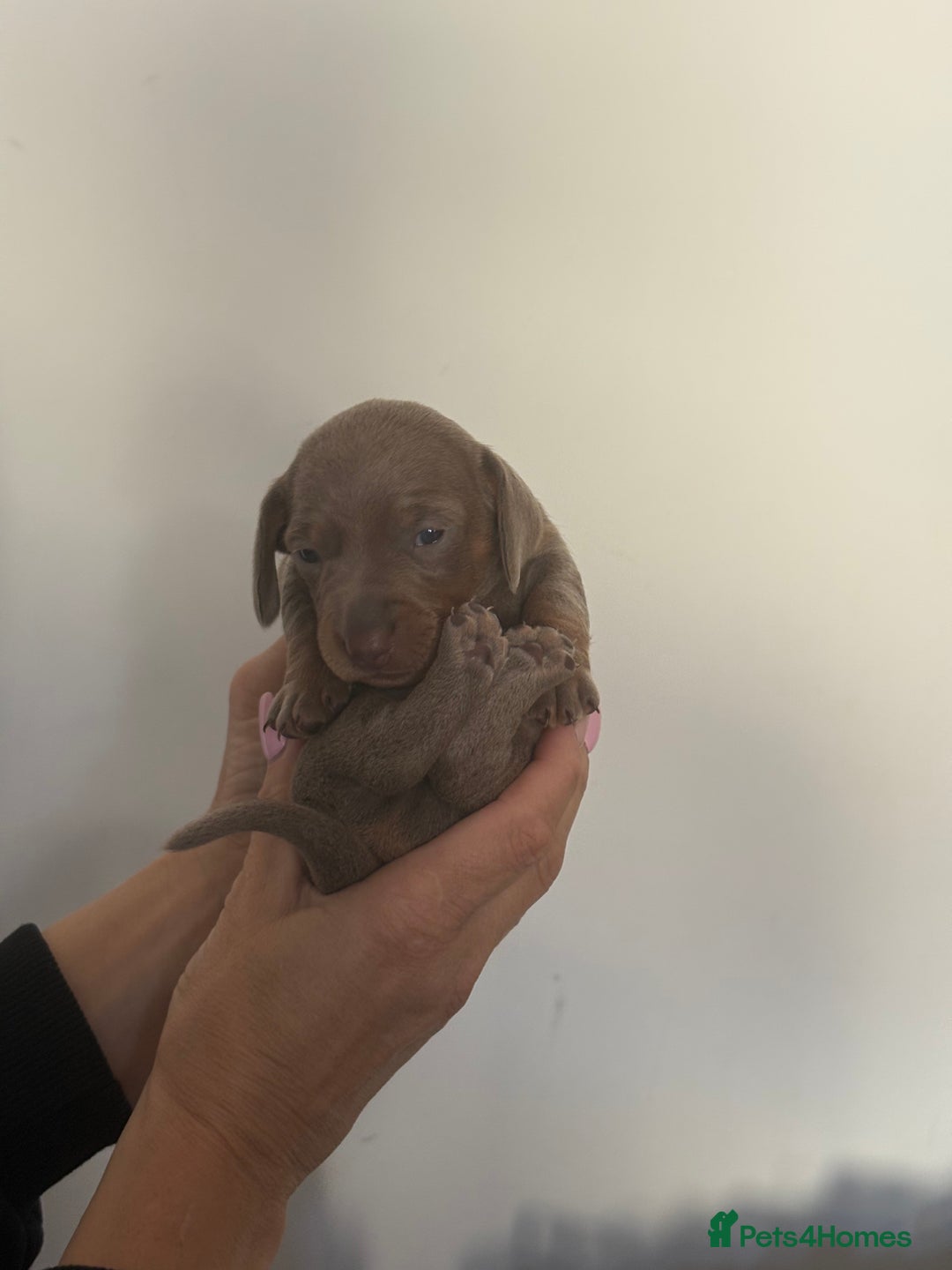 Miniature Dachshund dogs for sale: Miniature Dachshund Puppies - Image 9