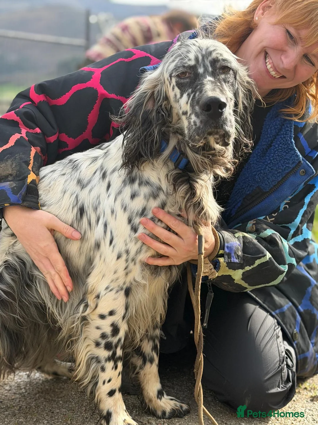 English Setter dogs for adoption: Bruno - Advert 11