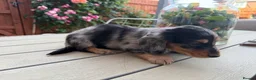 Miniature Dachshund dogs for sale:  Adorable Miniature Dachshund Puppies - Advert 35