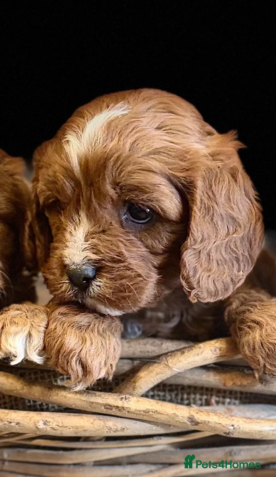Cavapoo dogs for sale: Exceptional F1 Cavapoo Pups  - Advert 2