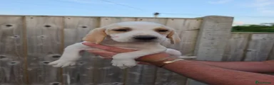  Puppy 3