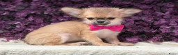Chihuahua dogs for sale: Ready now Stunning long coat chihuahua’s  - Advert 18