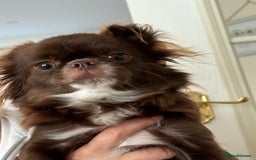 Chihuahua dogs for sale: Russian long hair Chihuahuas - Image 12