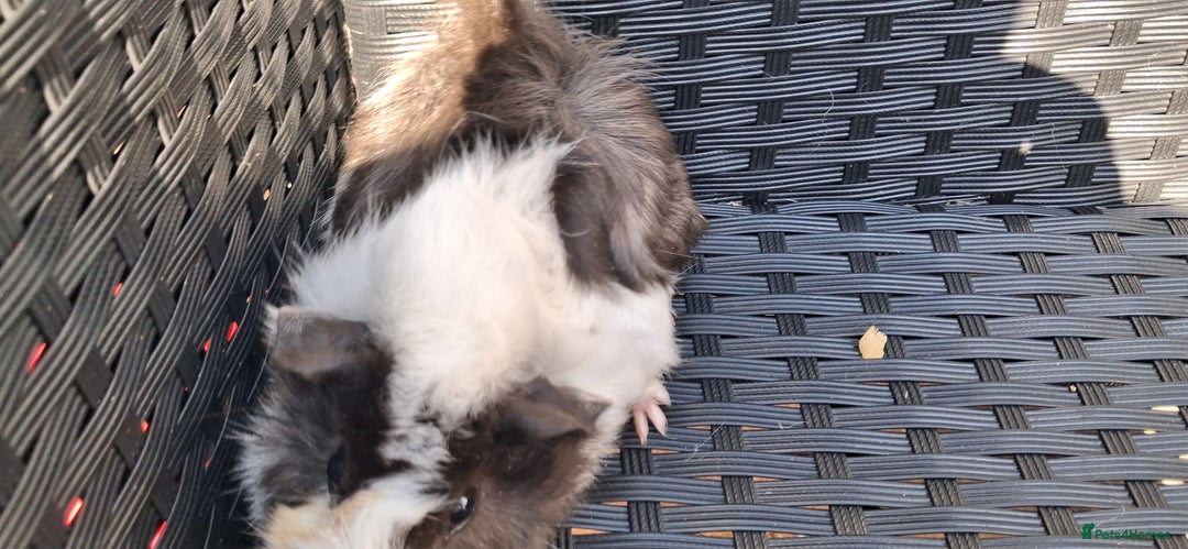Guinea Pig rodents for sale: 2 baby girl guinea pigs and 3 boys  - Image 6