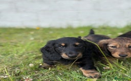 Dachshund dogs for sale: Black and Tan Dog - KC Registered Long-Haired Dachshund Puppies - Image 11
