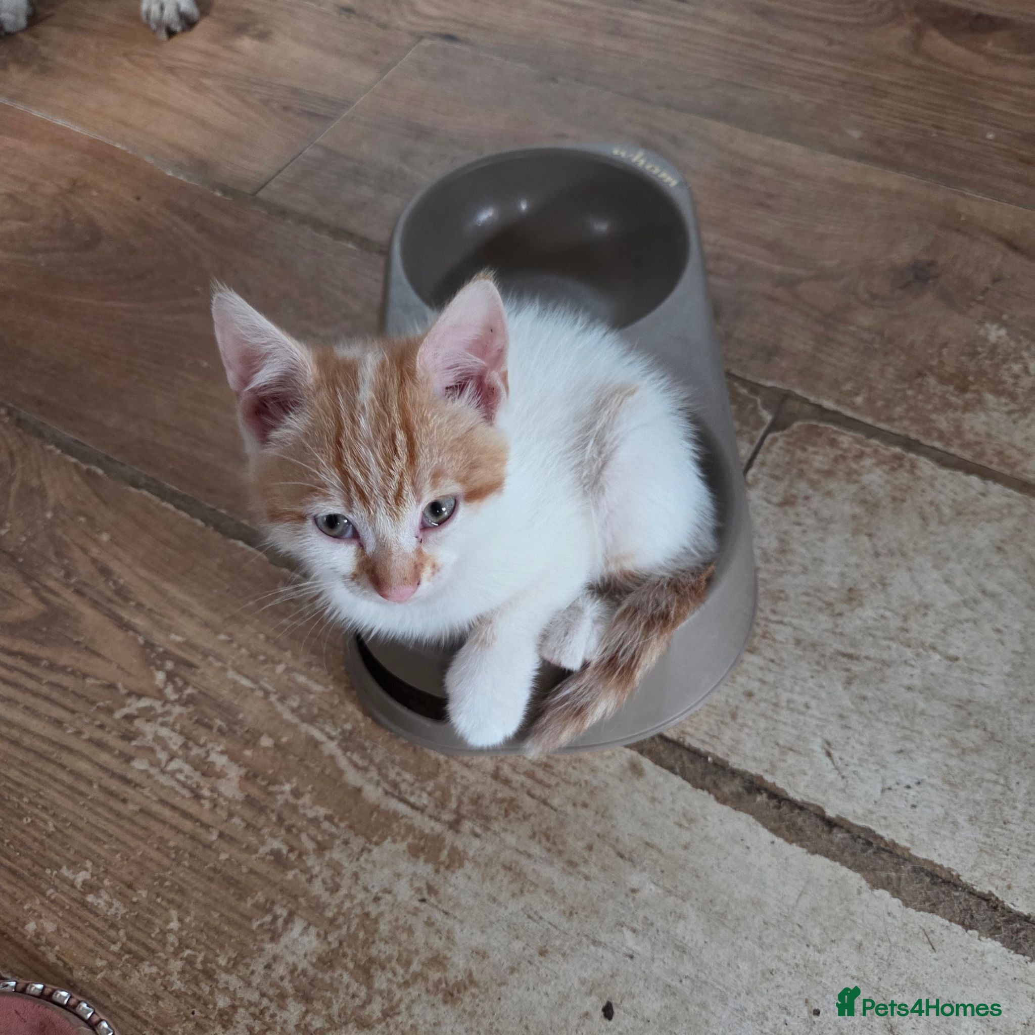 Mixed Breed cats British Shorthair kittens  - Advert 2