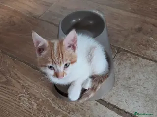 Mixed Breed cats British Shorthair kittens - Advert 2