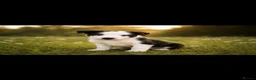 Border Collie dogs for sale: Well brought up border collie puppies  - Advert 7