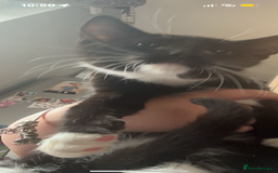 Mixed Breed cats for sale: £30 each Two cats for sale male And female  - Image 2