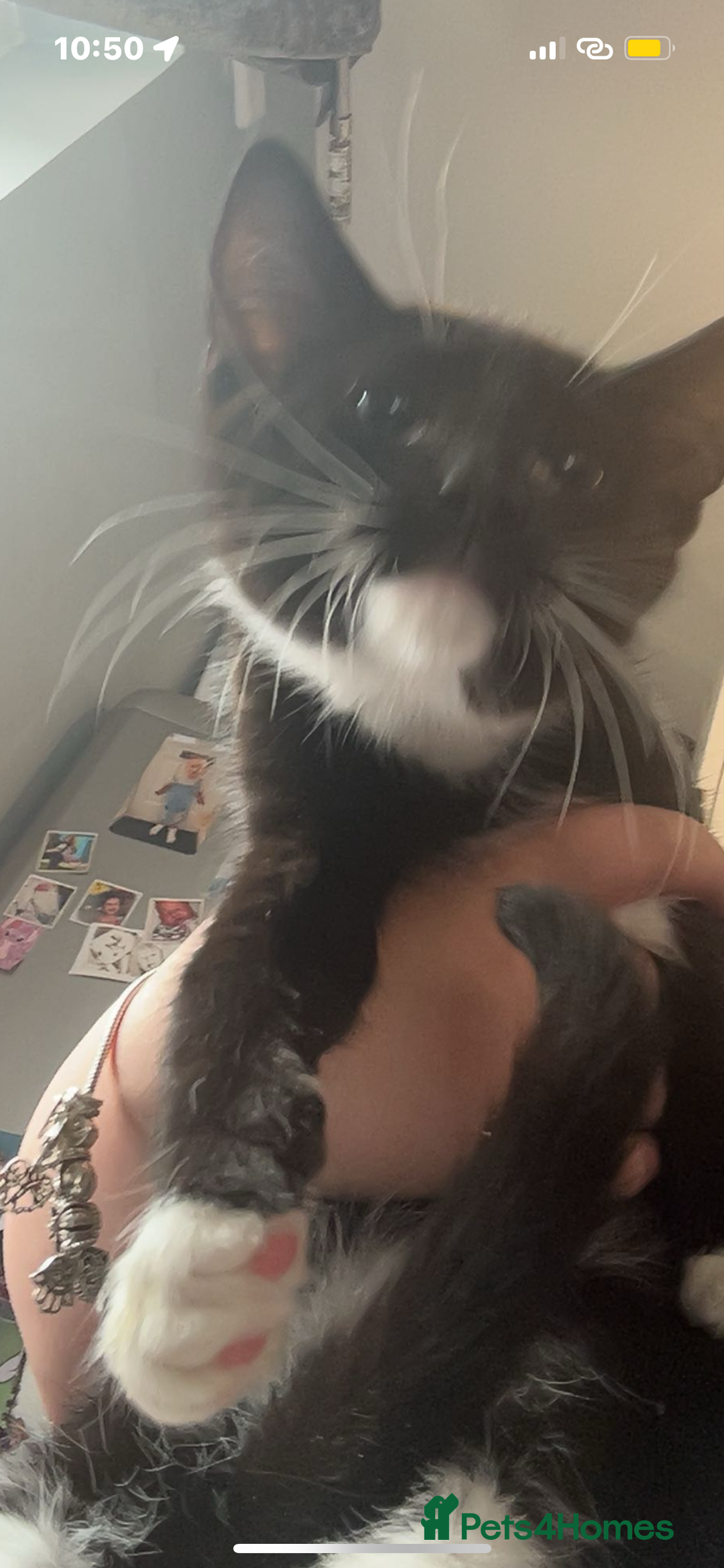 Mixed Breed cats for sale: £30 each Two cats for sale male And female  - Image 2